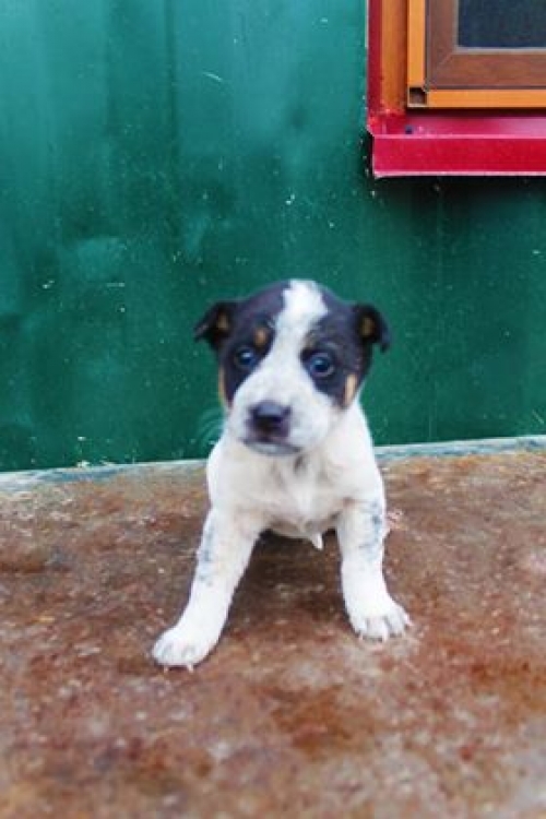 მეტისი უსახელო