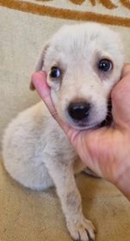 მეტისი აფრიკა სავანე