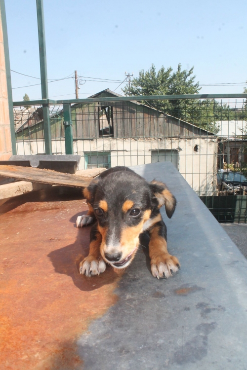 მეტისი უსახელო