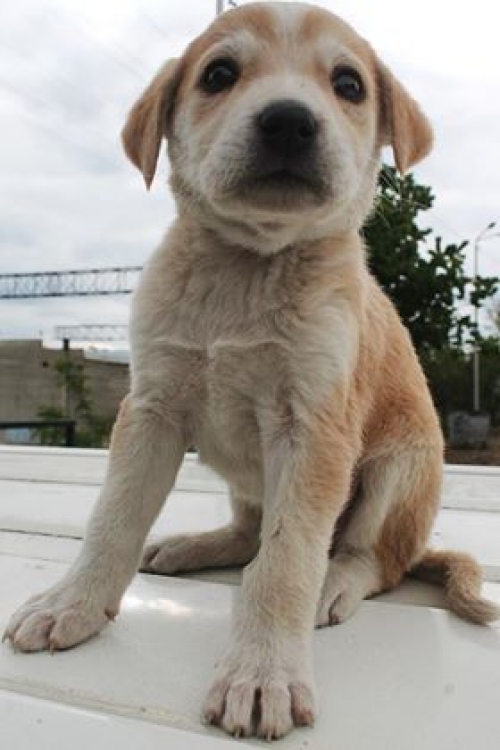 მეტისი უსახელო