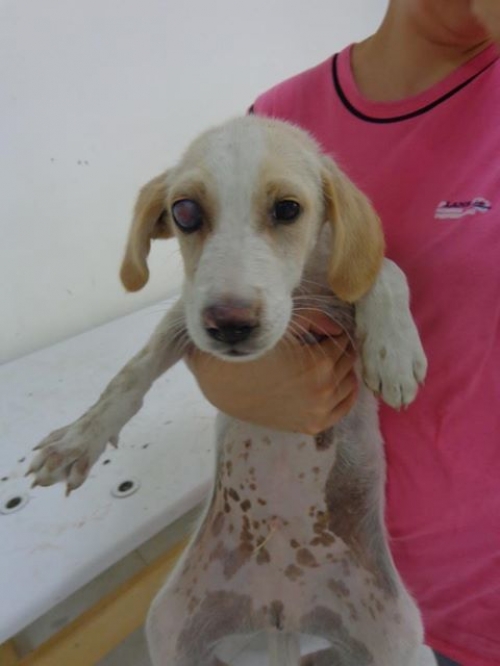 მეტისი უსახელო