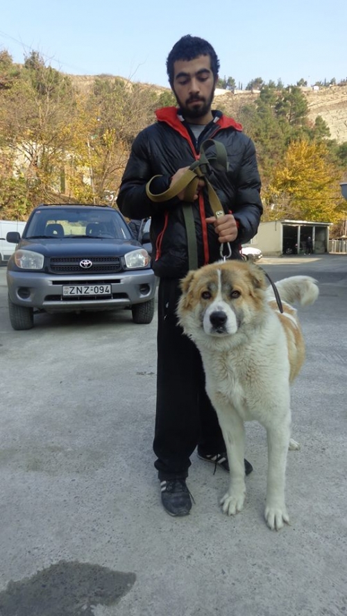 კავკასიური ნაგაზი ბუთა