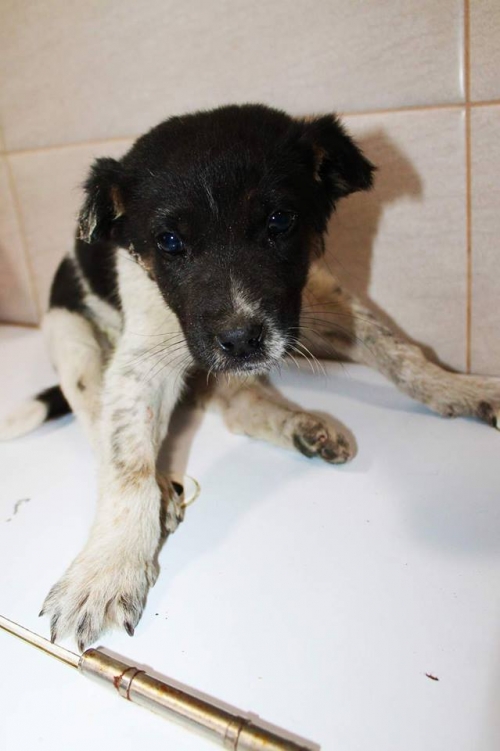 მეტისი უსახელო