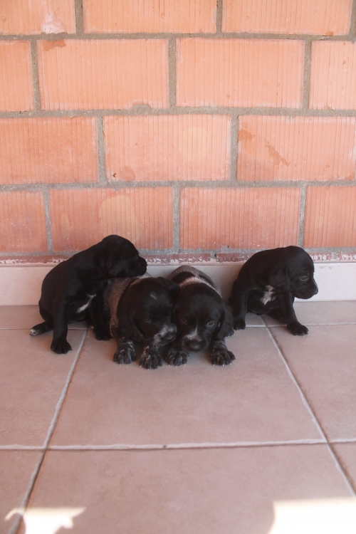 კურცხაალის მეტისი უსახელო