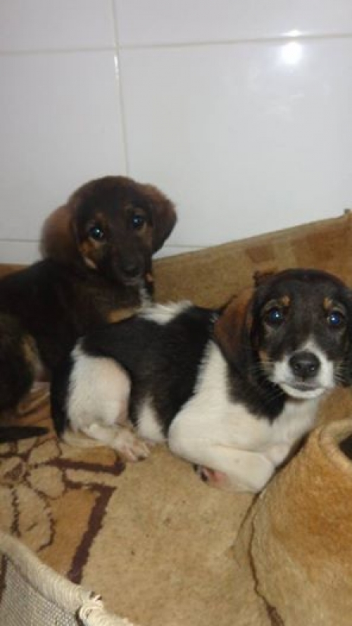 მეტისის ლეკვები უსახელოები