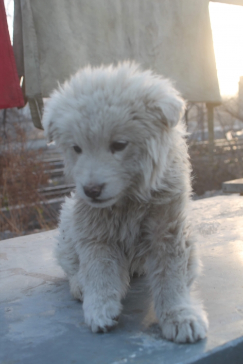 მეტისი უსახელო