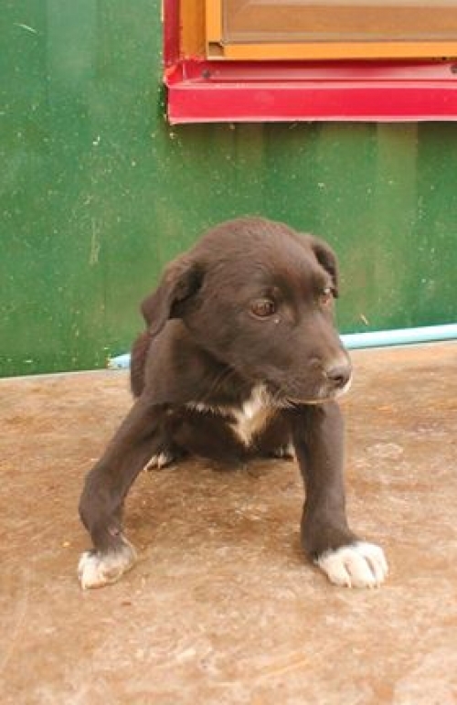 მეტისი უსახელო