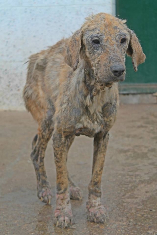 მეტისი უსახელო