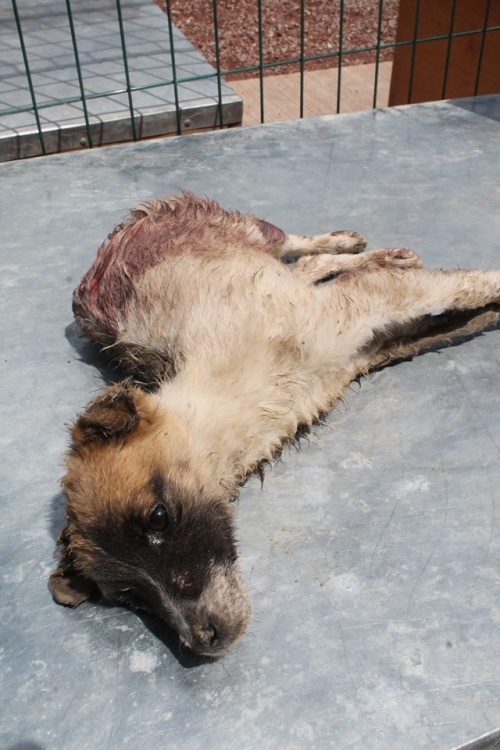 მეტისი უსახელო