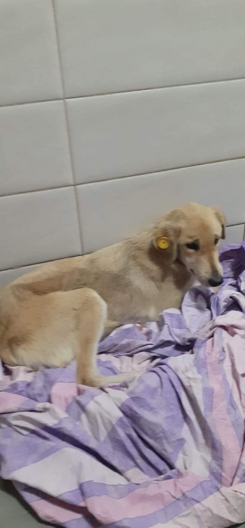 მეტისი უსახელო