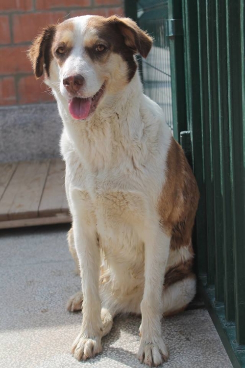 მეტისი ქუცნა