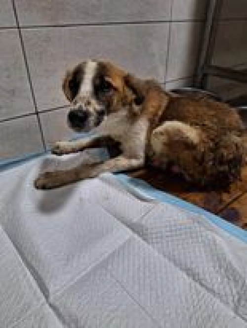 მეტისი ადიგენი