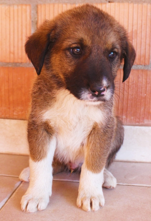 მეტისი უსახელო