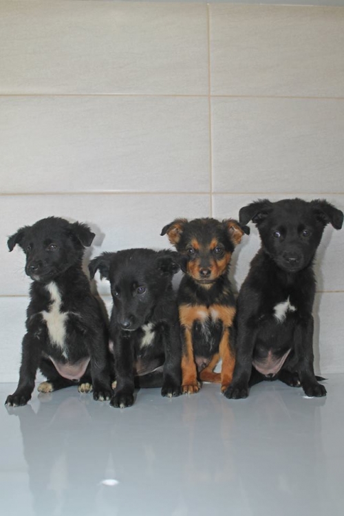 მეტისის ლეკვები უსახელო