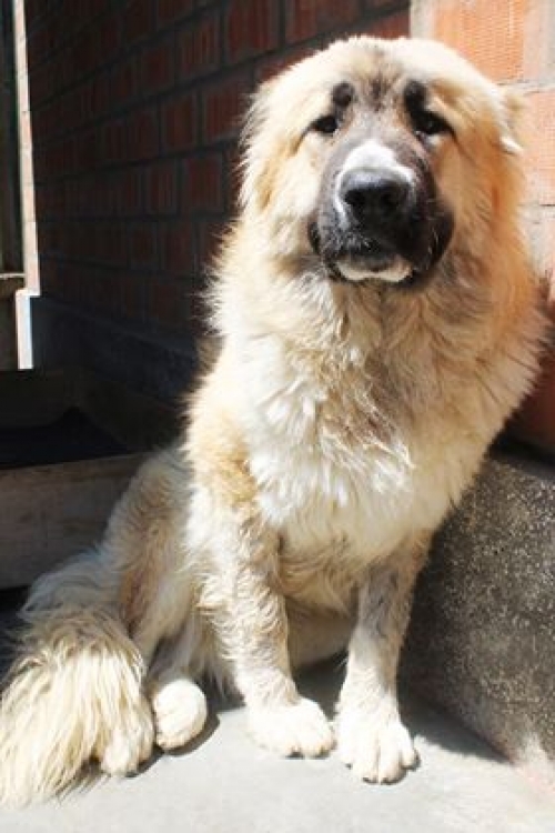 ქართული ნაგაზი ბუთქუნა