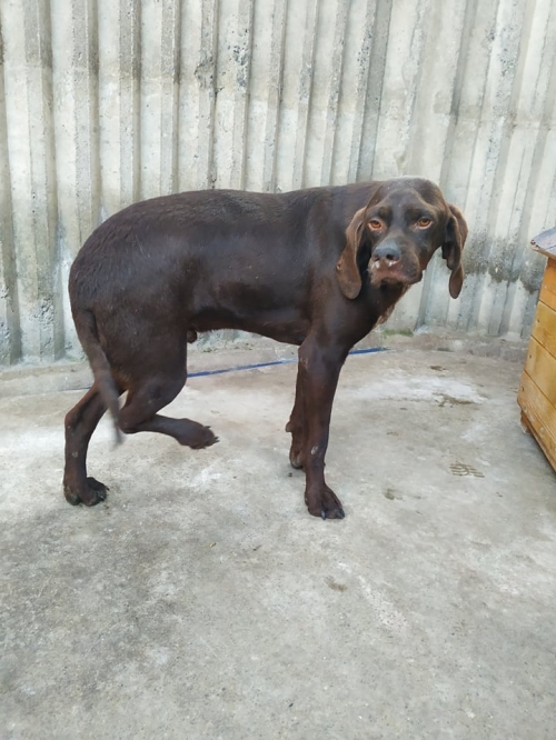 კურცხაარი ისნის დაშილი ავტომობილების ტერიტორია