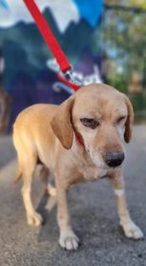 მეტისი ნახალოვკა კავთისხევის ქუჩა.