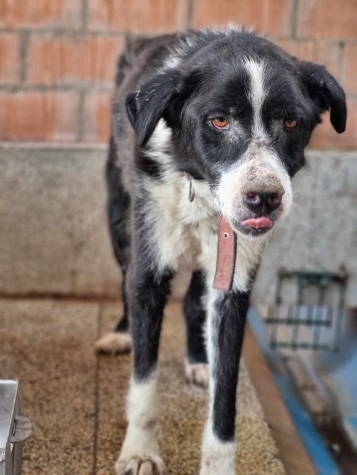 მეტისი ბოლნისი