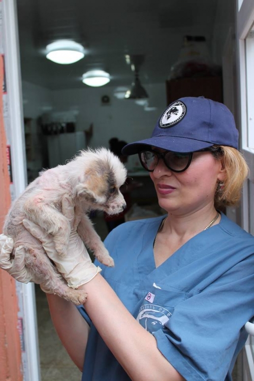 მეტისი უსახელო