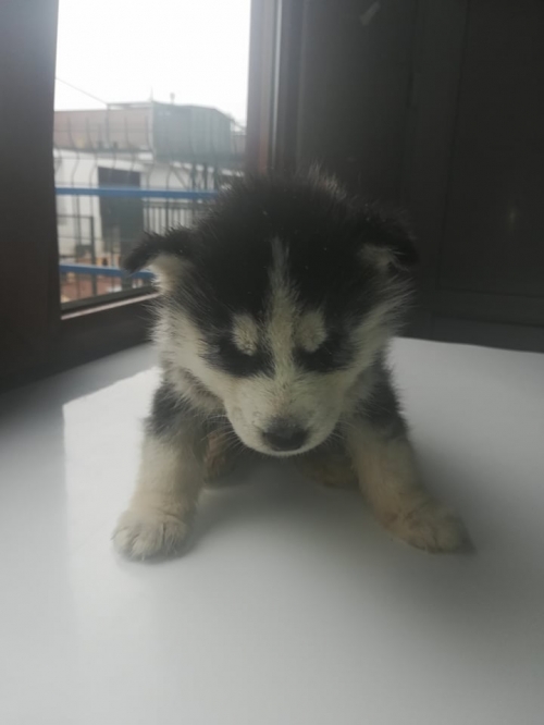 ლაიკა უსახელო