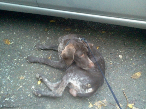 კურცხაარი უცნობი