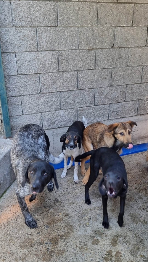 მეტისი უსახელო