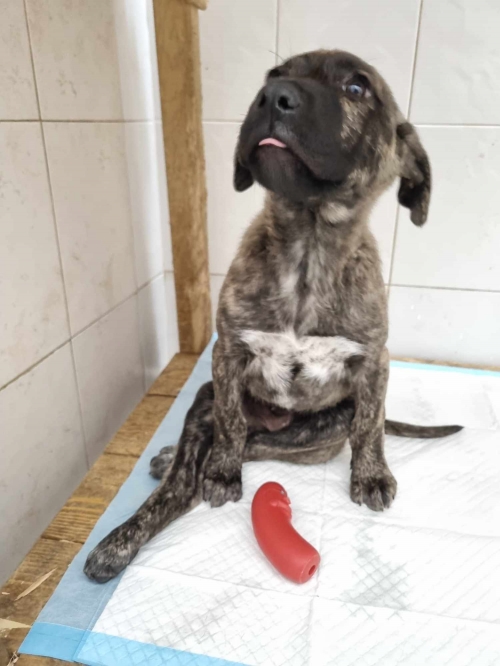 მეტისი გურამიშვილის ქუჩა