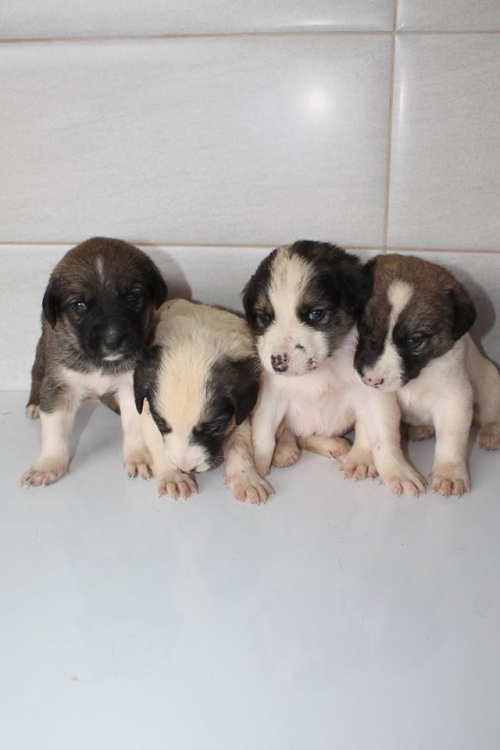 მეტისის ლეკვები უსახელო