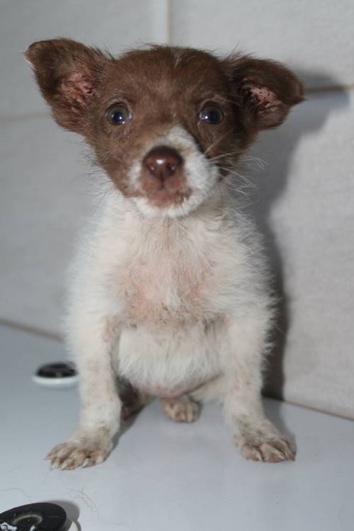 მეტისი უსახელო