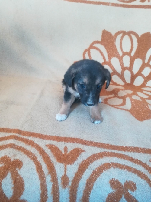 მეტისი თემქა