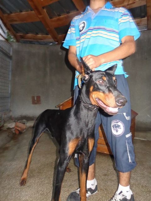 დობერმანი გრეიზი