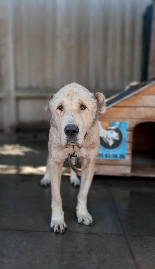 ქართული ნაგაზი ნაფეთვრები