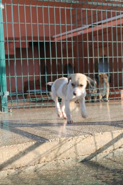 მეტისი უსახელო