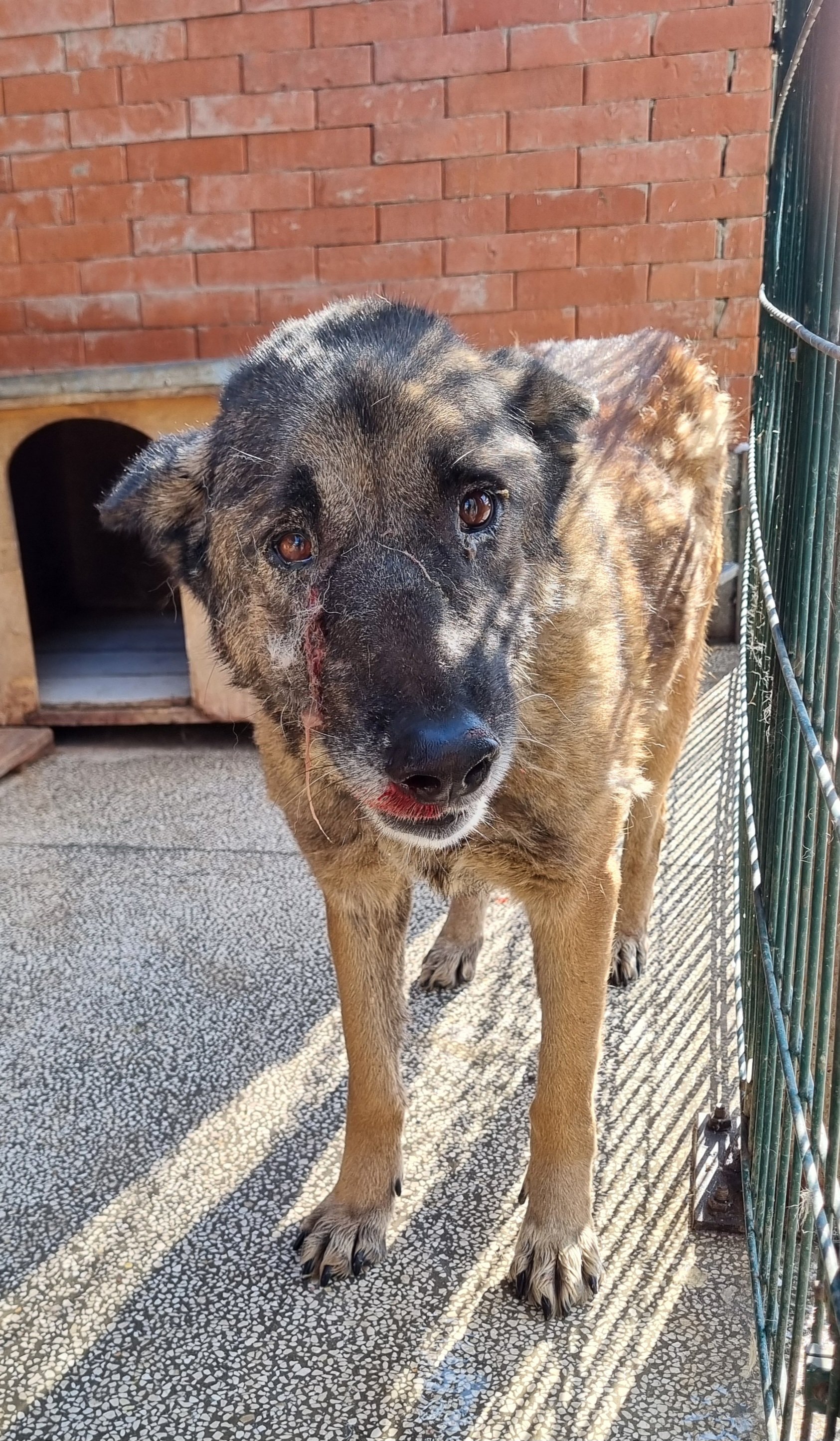 მეტისი თემქა