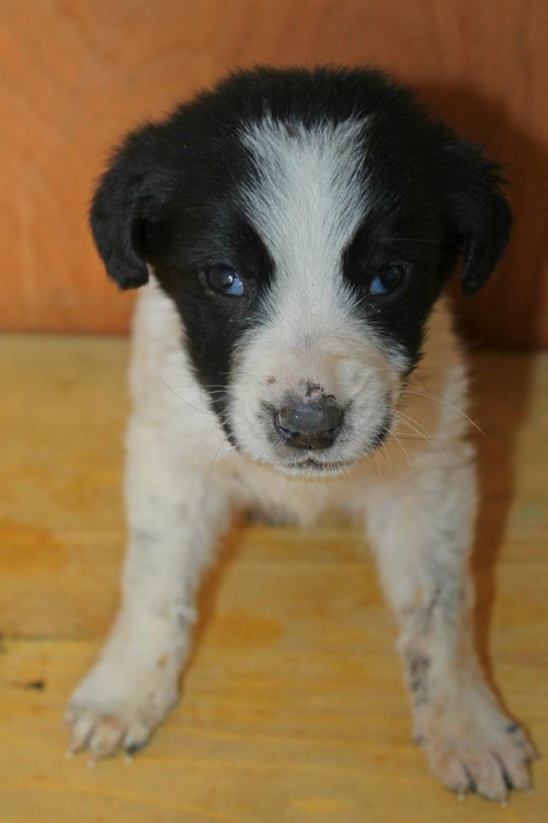 მეტისი უსახელო