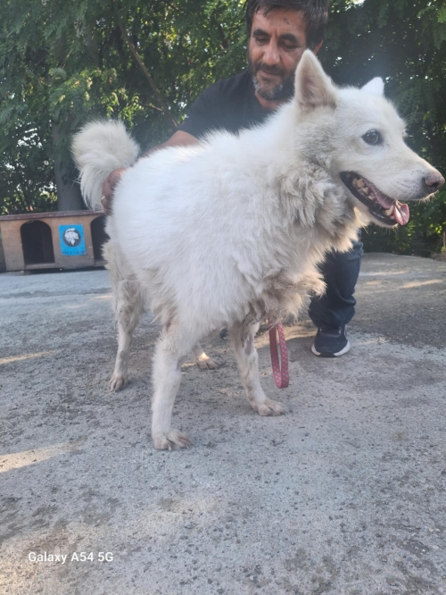 ლაიკა ცოტნე დადიანის 14 სახელი გოგო