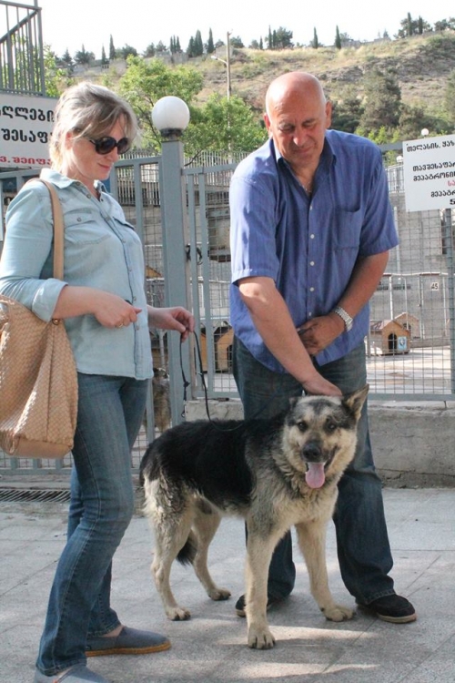 გერმანული ნაგაზი უსახელო