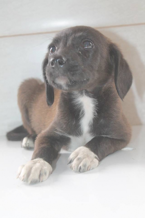 მეტისი უსახელო