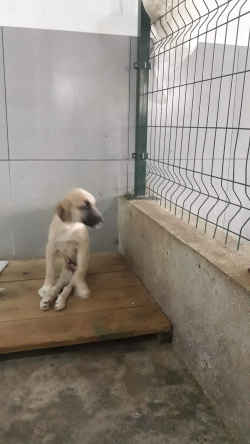 მეტისი უსახელო