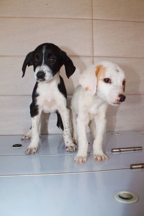 მეტისი უსახელო