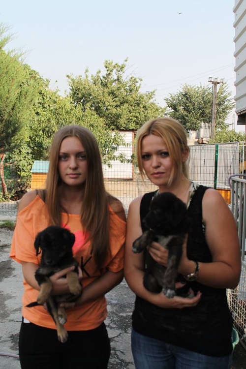 გერმანული ნაგაზის მეტისი უსახელო