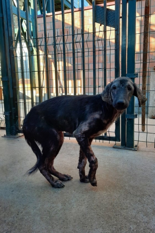 მეტისი ვარკეთილი