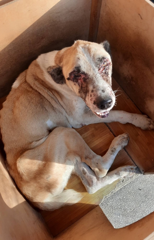 ქართული ნაგაზი ლილი