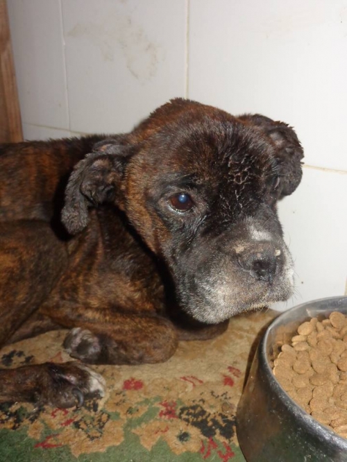 ბოქსიორი უცნობი