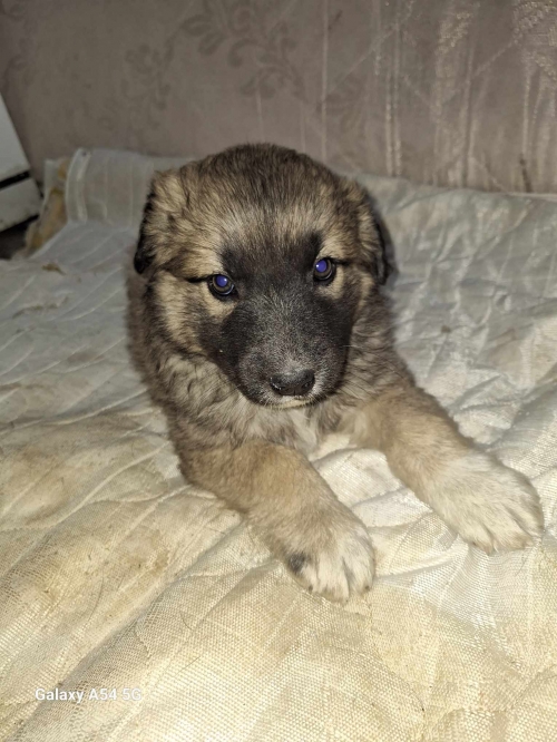 მეტისი ფეიქრების ქუჩა