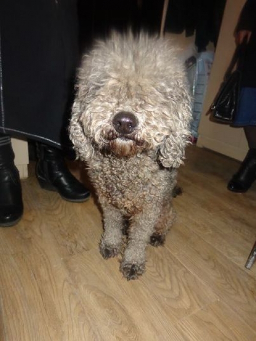 პუდელი ბუბუ