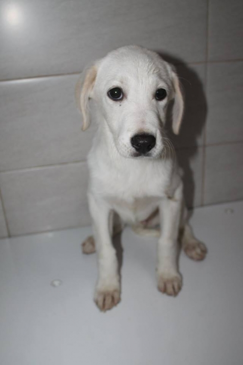 მეტისი უსახელო