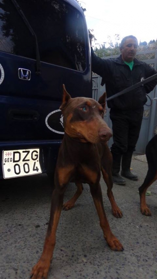 დობერმანი უსახელო