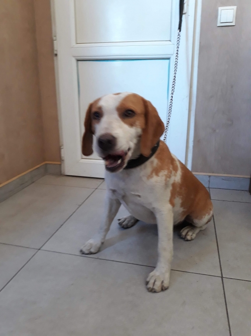 ბიგლის მეტისი ტობი