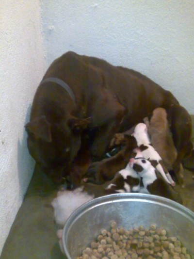 * გაჩუქებულები ლეკვები (გვყავს ხვადიც და ძუც)